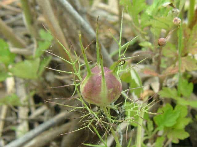 �N���^�l�\�E