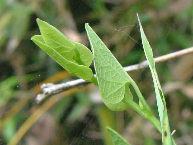 �}���o�E�}�m�X�Y�N�T