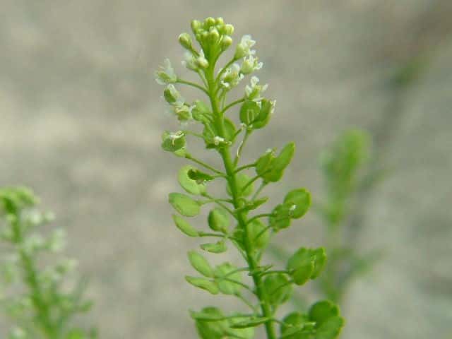 マメグンバイナズナ