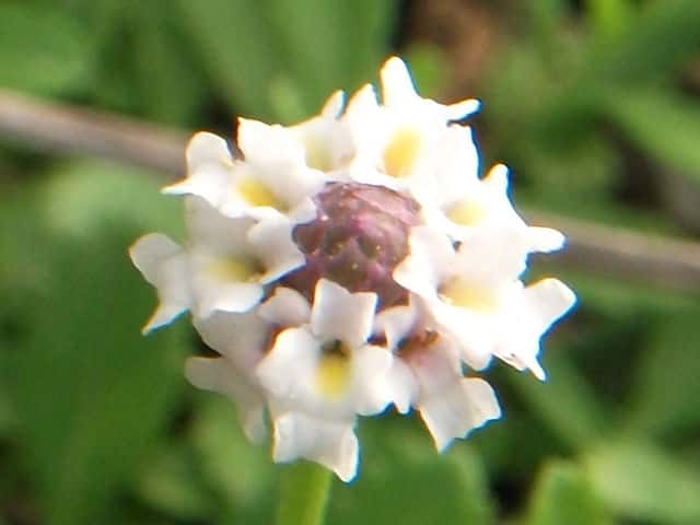 ヒメイワダレソウ