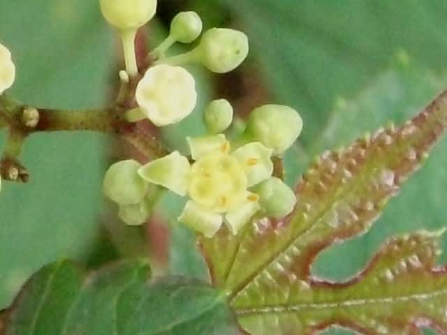 キレハノブドウ