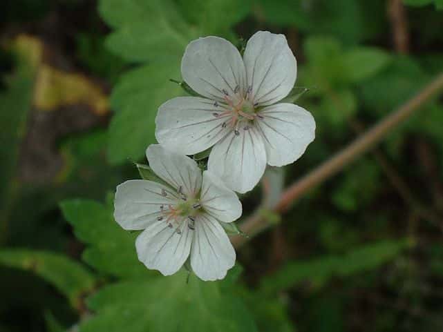 ゲンノショウコ