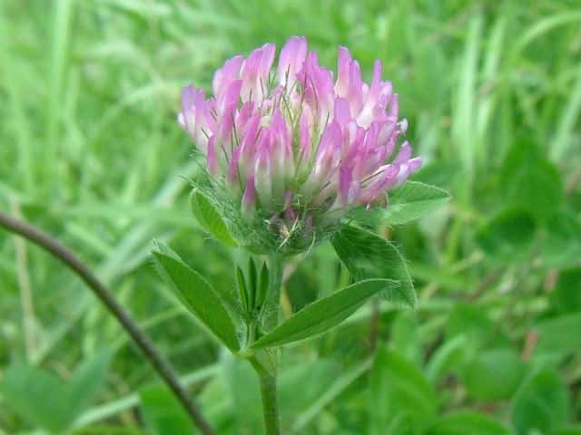 ムラサキツメクサ