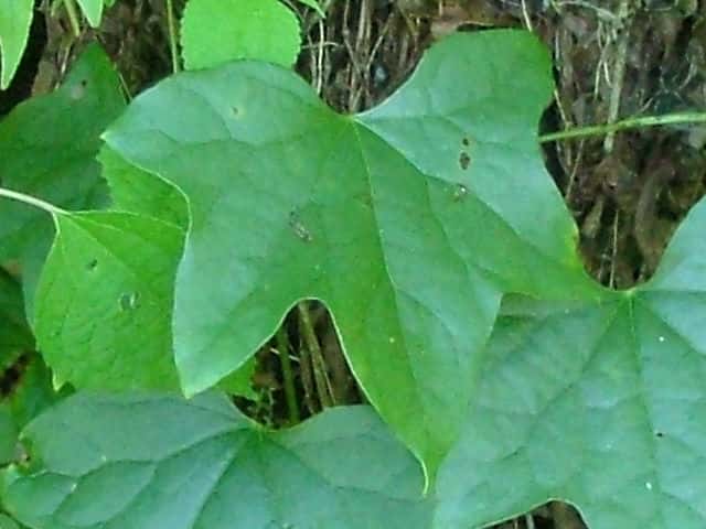 �c�d���t�W