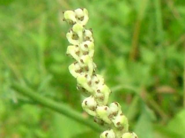 �n���Q�V���E