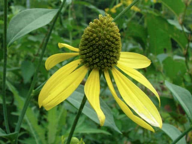 �I�I�n���S���\�E