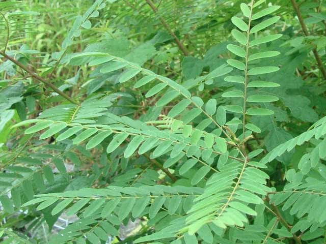 �C�^�`�n�M