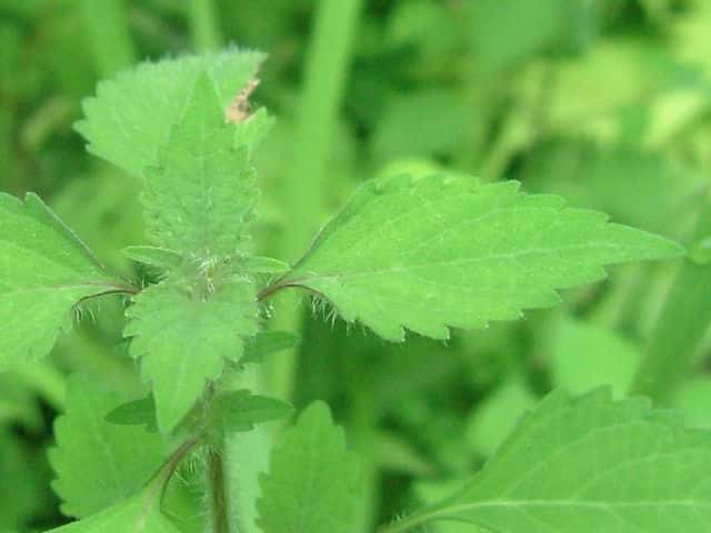 �V���Q�q���W�\