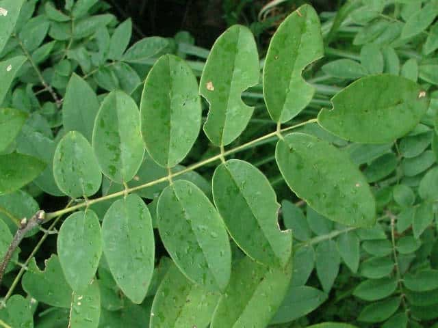 �n�l�~�C�k�G���W��