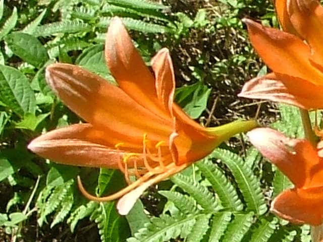 �L�c�l�m�J�~�\��