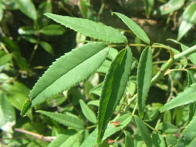 ���}�C�o��