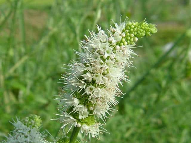 �I�����_�n�b�J