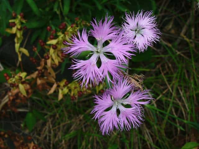 カワラナデシコ