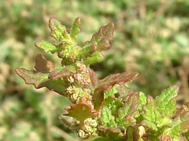 ゴウシュウアリタソウ