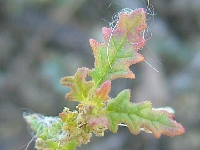 �S�E�V���E�A���^�\�E