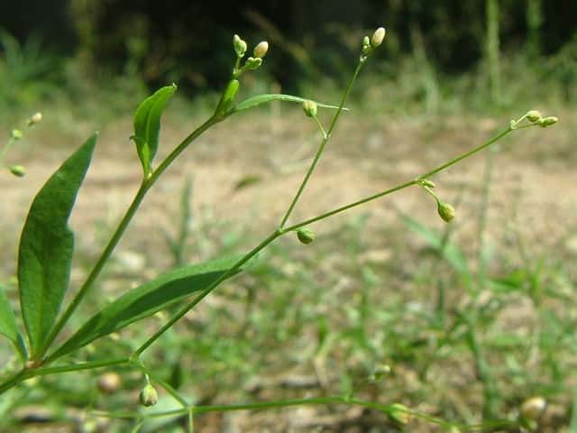 �U�N���\�E