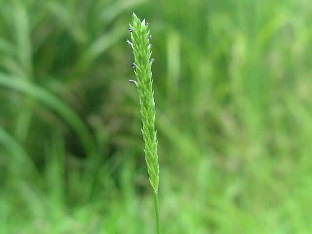 �n�C�k�����O�T