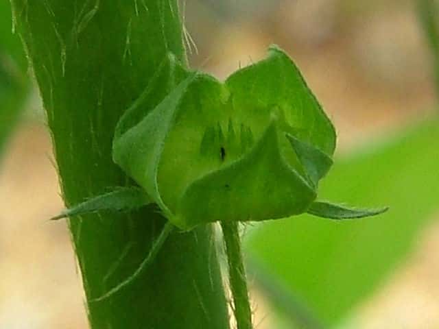 �}���o�L���S�W�J