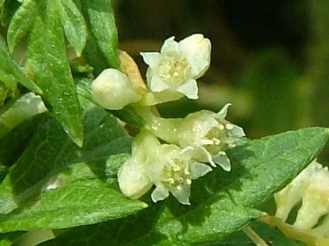 �A�����J�l�i�V�J�Y��