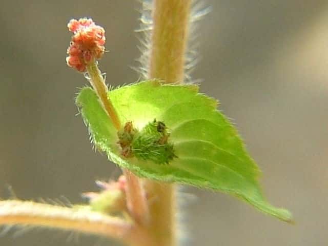 �G�m�L�O�T