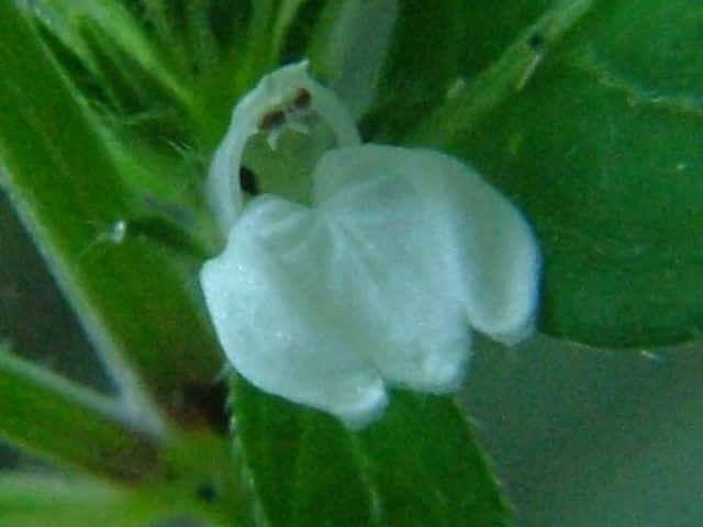 �V���o�i�L�c�l�m�}�S