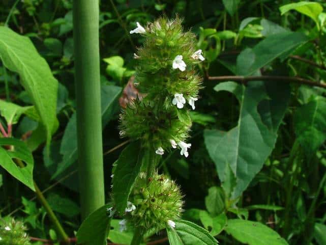 ヤマクルマバナ