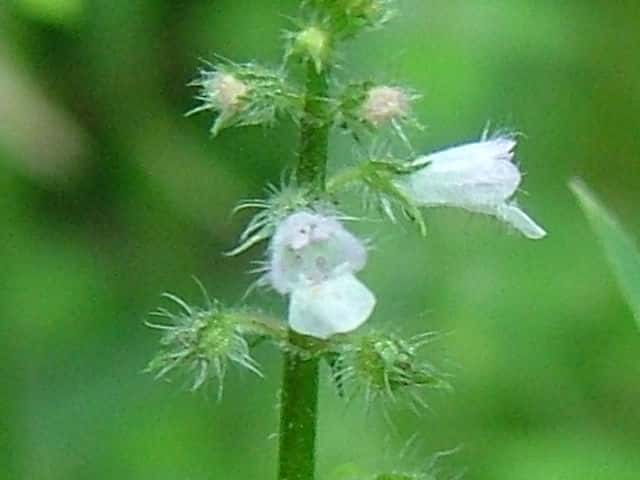 �V���Q�q���W�\