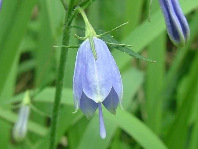 �c���K�l�j���W��