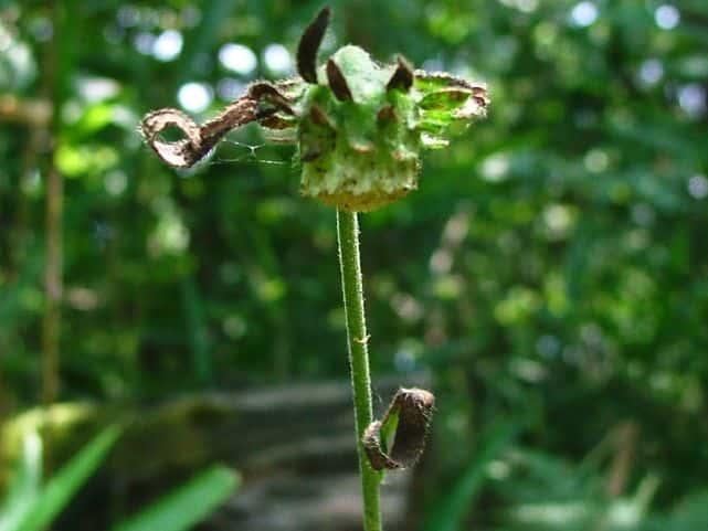 サジガンクビソウ