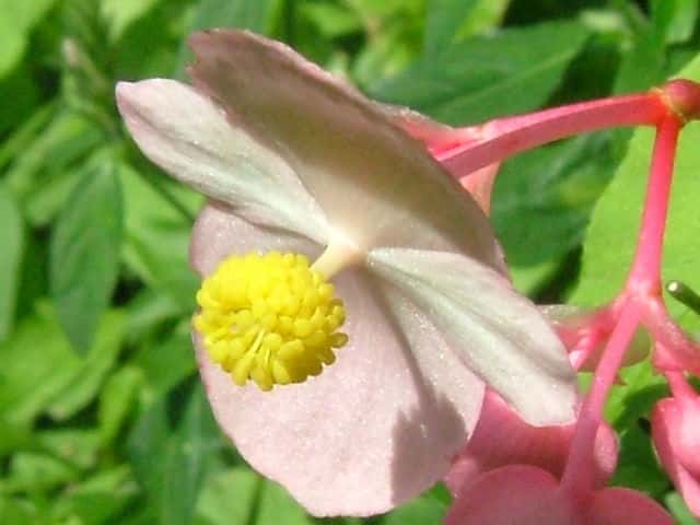 シュウカイドウ