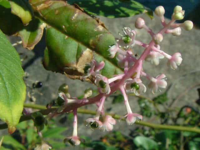 ヨウシュヤマゴボウ