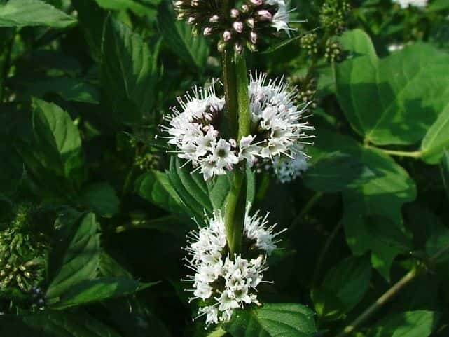 アメリカハッカ