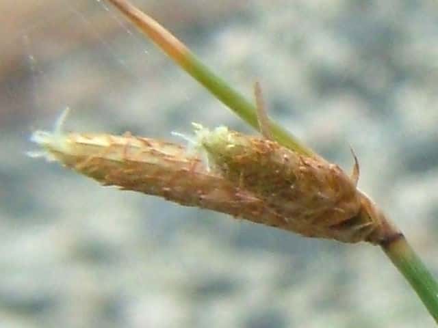 �C�\���}�e���c�L