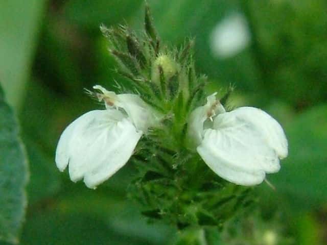 �V���o�i�L�c�l�m�}�S