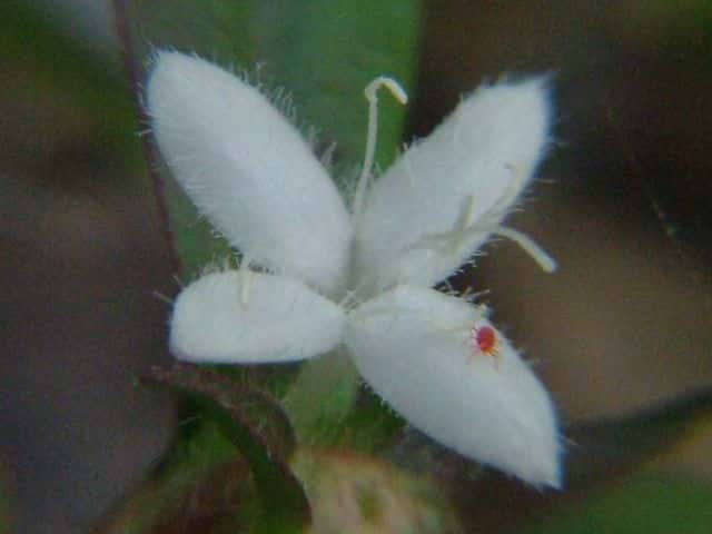 �����P�����O��