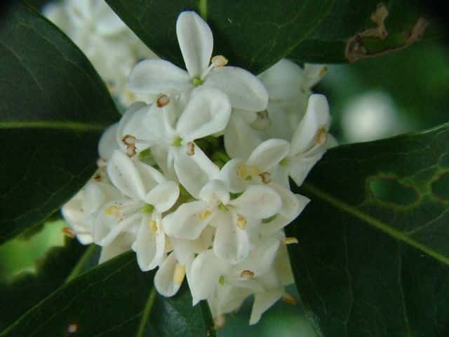 �q�C���M���N�Z�C