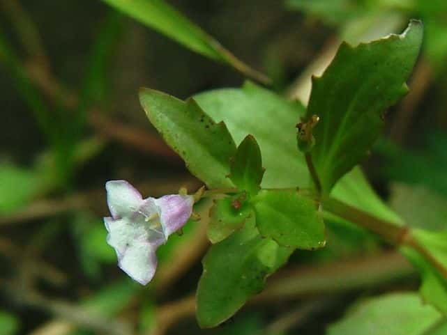 アメリカアゼナ