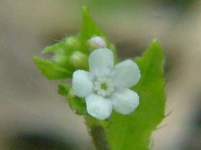 �n�i�C�o�i