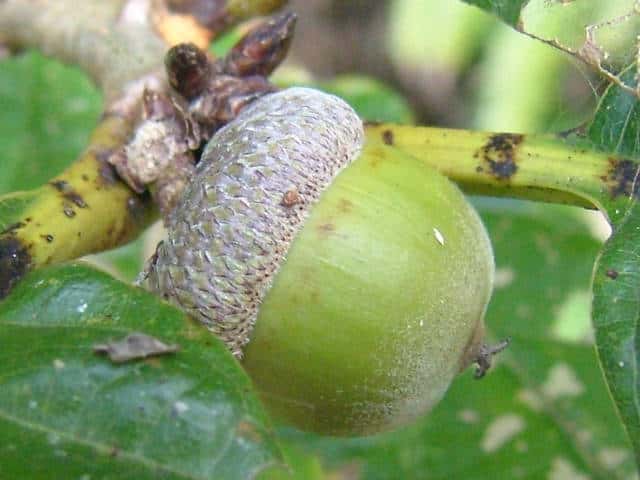 �A�I�i���K�V��