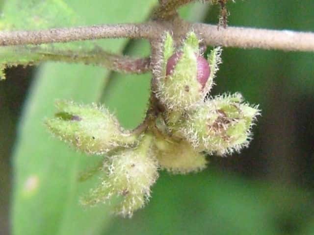 ���u�����T�L