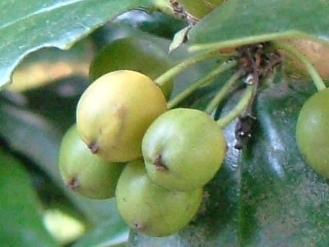 ヤバネヒイラギモチ