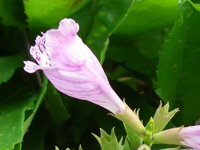 �n�i�g���m�I