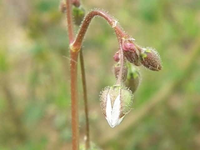 �m�n���c���N�T