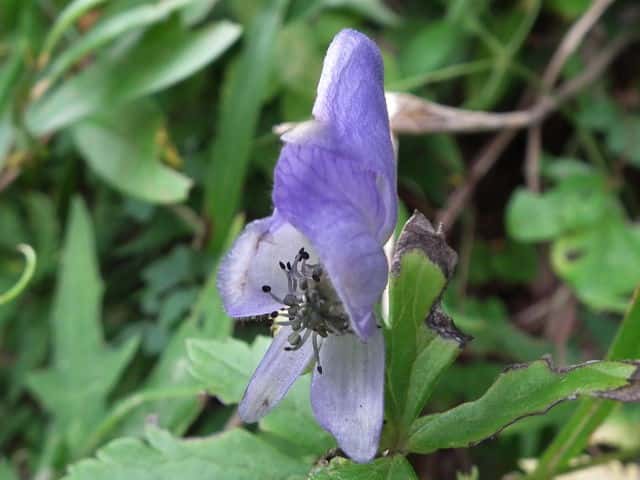 �^���i�g���J�u�g