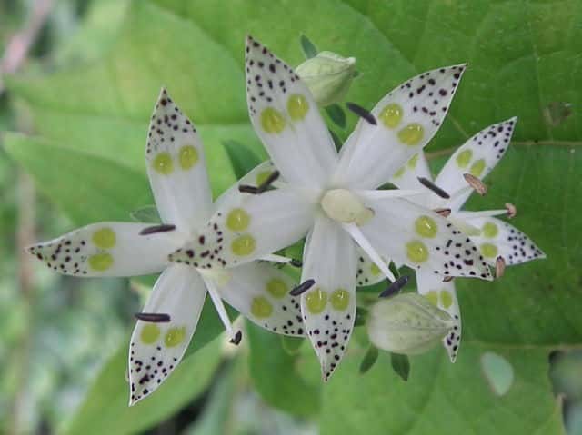 �A�P�{�m�\�E