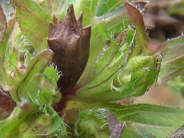 �I�I�u�^�N�T