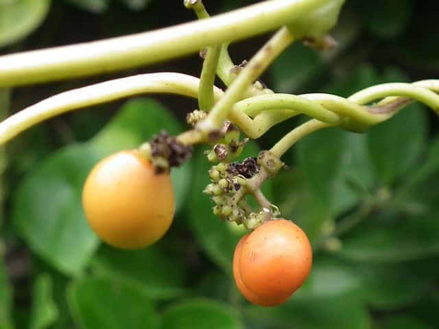 �n�X�m�n�J�Y��