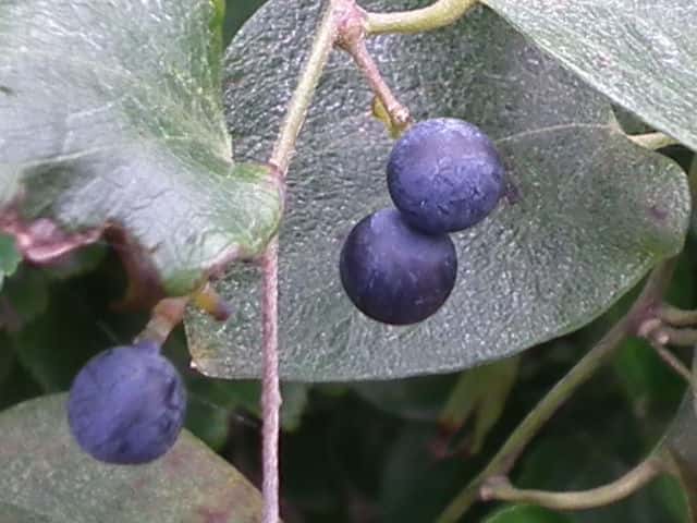 �A�I�c�d���t�W