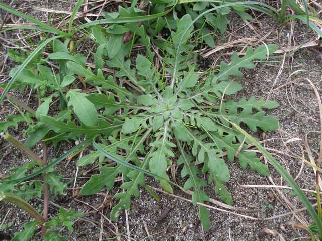 �R�}�c���C�O�T