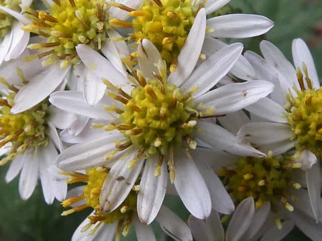 タマバシロヨメナ